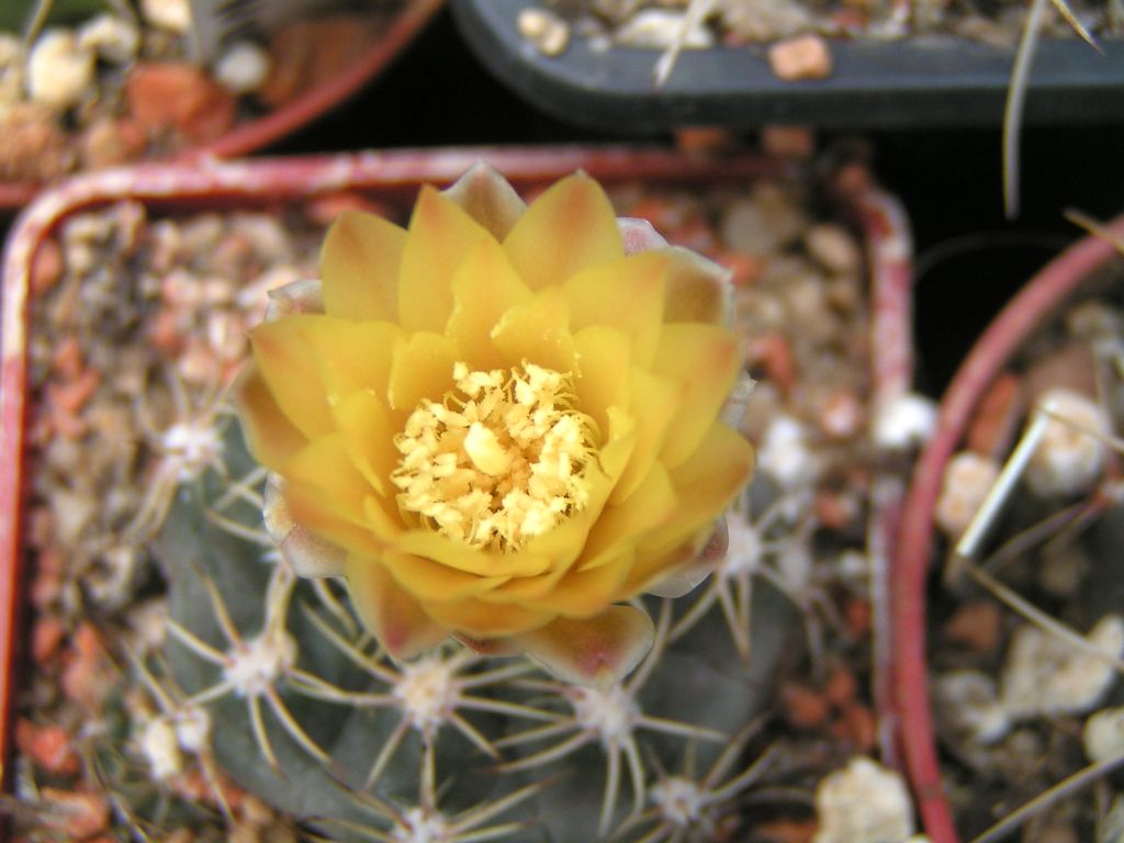 Gymnocalycium andreae